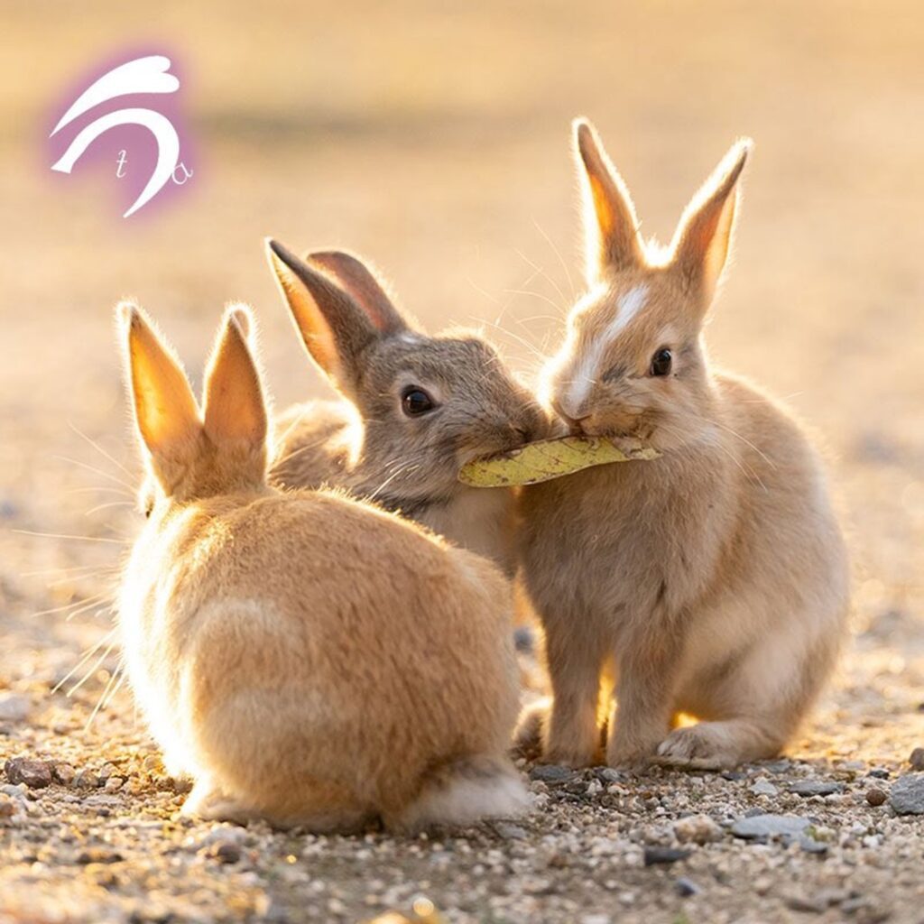 大久野島のうさぎ③（@utajimaさんより提供）