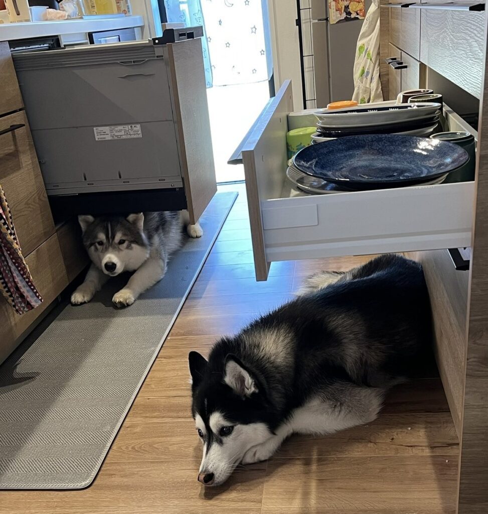 なぜか下に…（＠Luna_husky0603さんより提供）