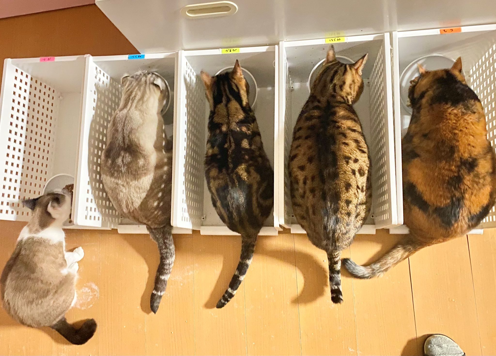 愛猫たちのご飯タイムを見守る飼い主。しかし「一体どうしたwww」クセが強すぎる食べ方に「見た瞬間吹き出しましたw」「筋トレ?w」