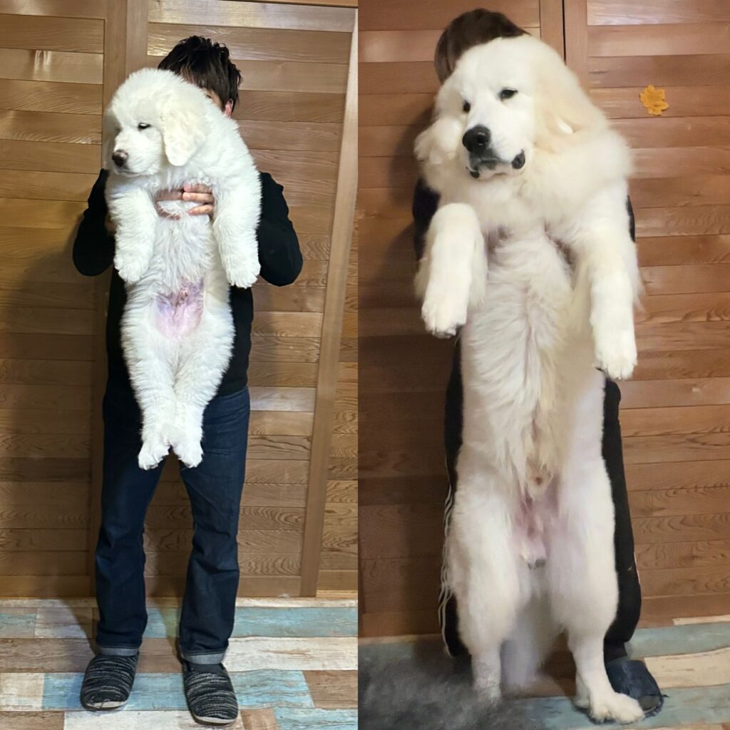 生後2ヶ月→10ヶ月の成長記録（＠yamanookukaraさんより提供）