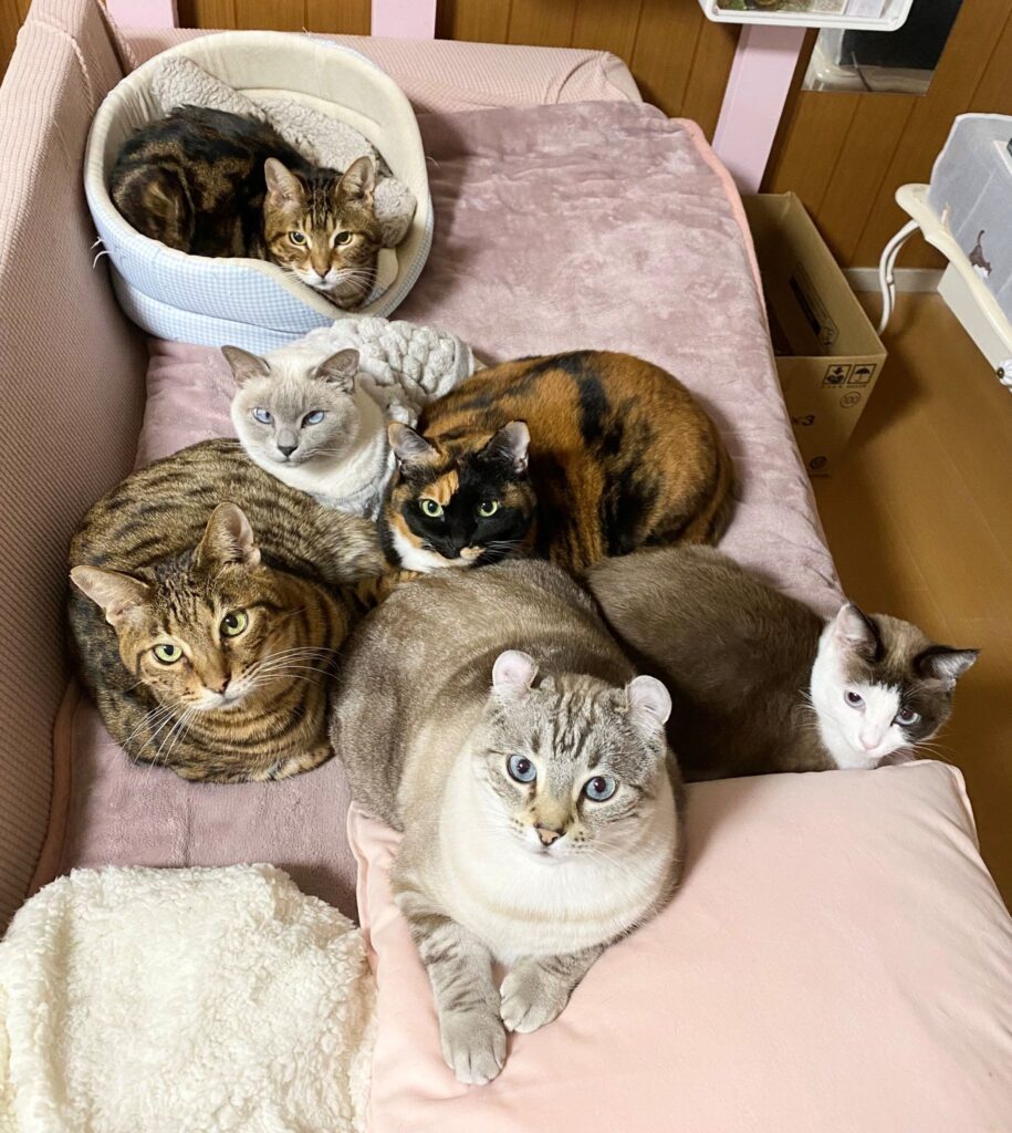 これからもみんな仲良し（＠nyan6nikuさんより提供）