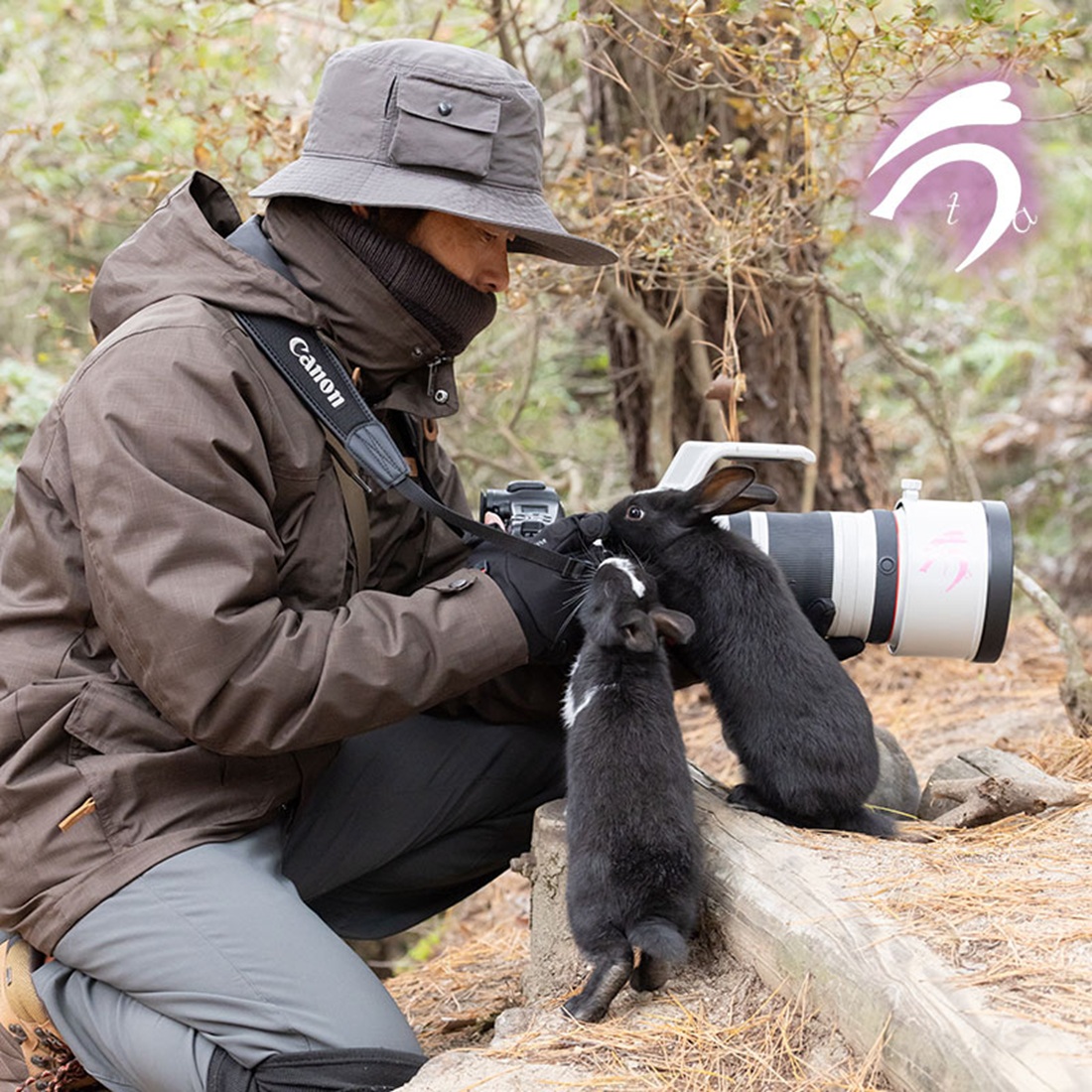 離島で動物の写真を撮る写真家。カメラから視線を外した瞬間、まさかの光景に「優しい可愛い」「かわいすぎる」「興味津々ですね」