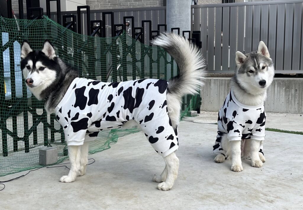 ルーナちゃんとレオくん④（＠Luna_husky0603さんより提供）