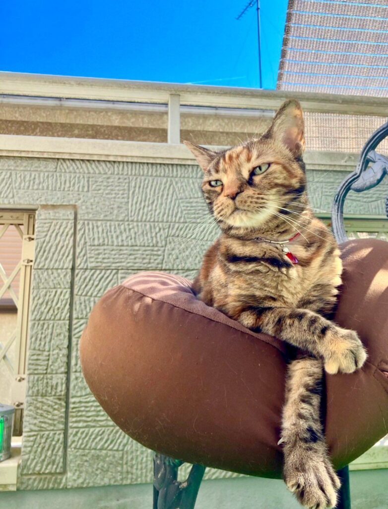 気品あふれる13年後の姿（＠chakohakulogさんより提供）