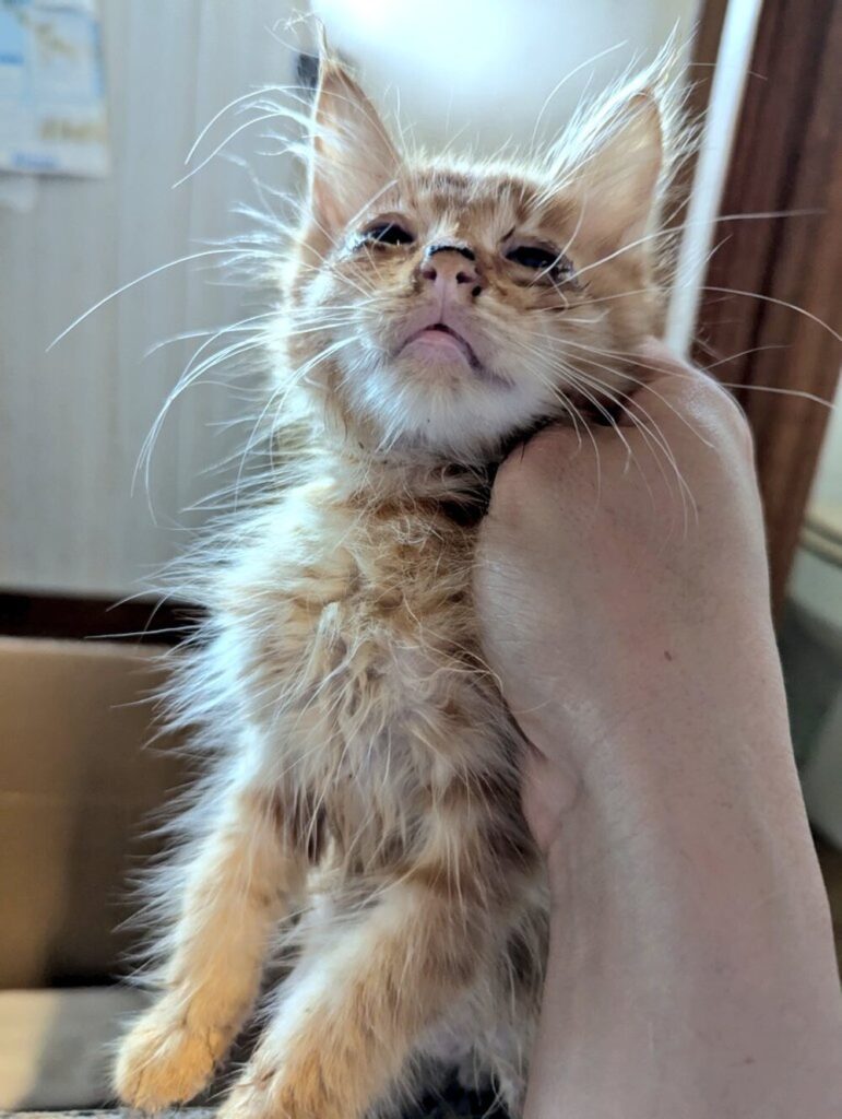 一度目の保護直後の様子（@motikiro2さんより提供）