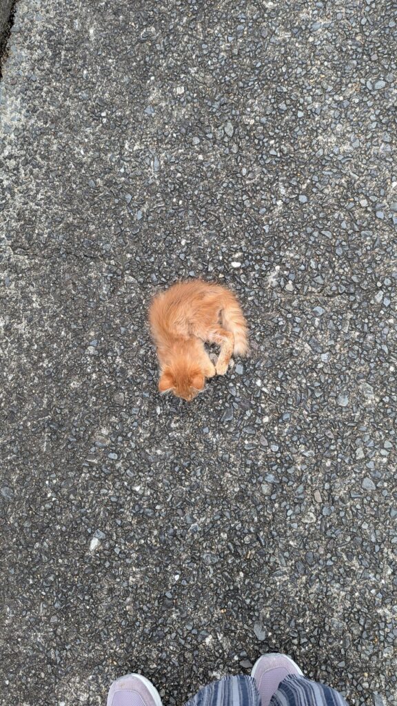 道で弱っていたのは…（@motikiro2さんより提供）