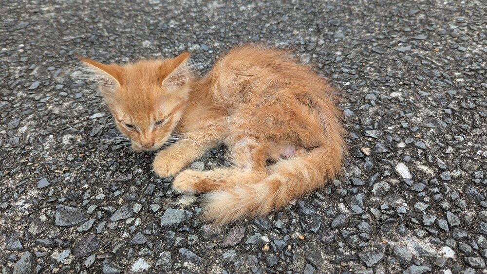 【実際の写真】現在の姿
