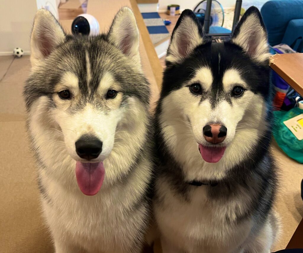 ルーナちゃんとレオくん②（＠Luna_husky0603さんより提供）