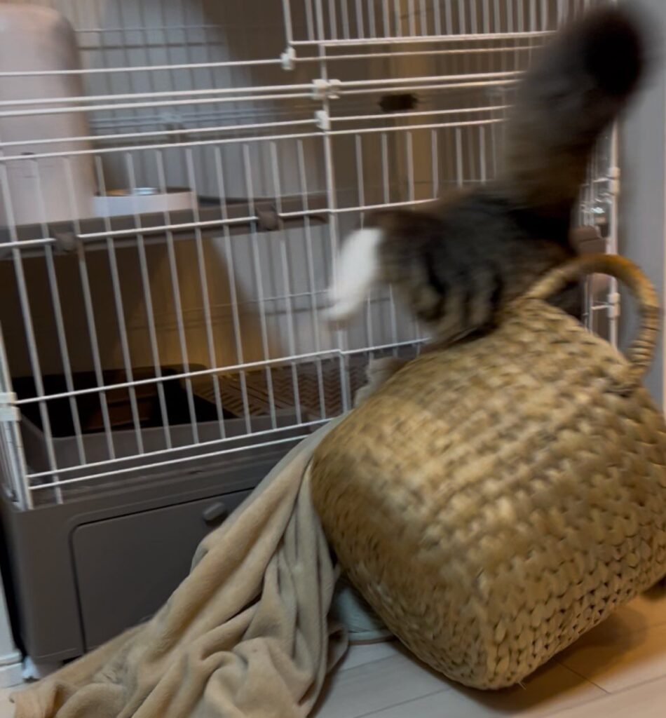 盛大にカゴに突っ込む様子（＠hotanyanさんより提供）