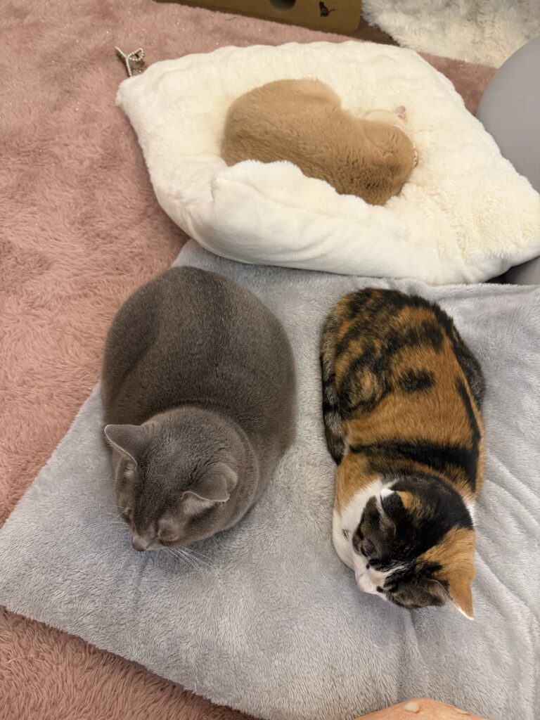 【実際の写真】10年後の姿