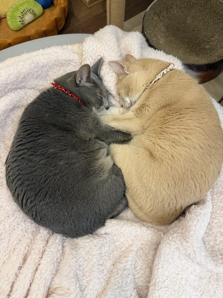 普段の様子②（＠mochimochi_brothersさんより提供）