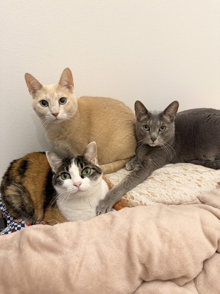 普段の様子③（＠mochimochi_brothersさんより提供）