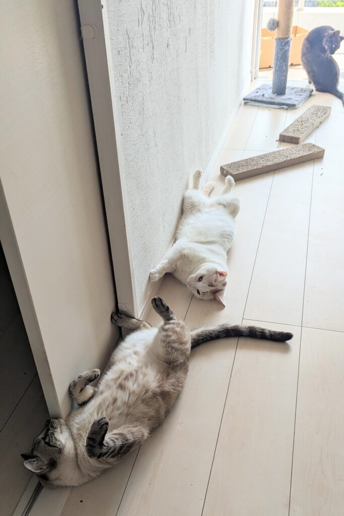 みんなで仲良くお昼寝（@steffanys_kitchenさんより提供）