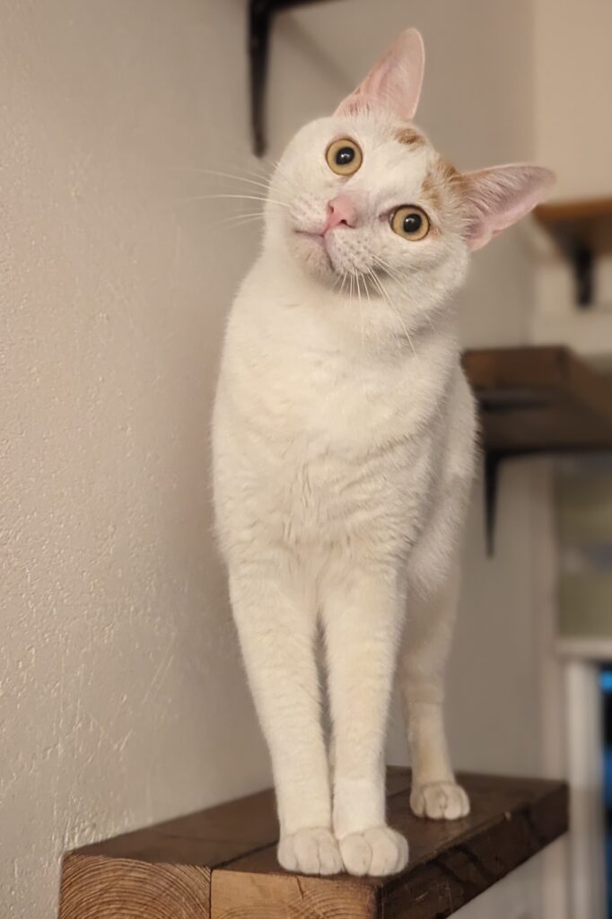 4歳になった現在のピーちゃん（@steffanys_kitchenさんより提供）