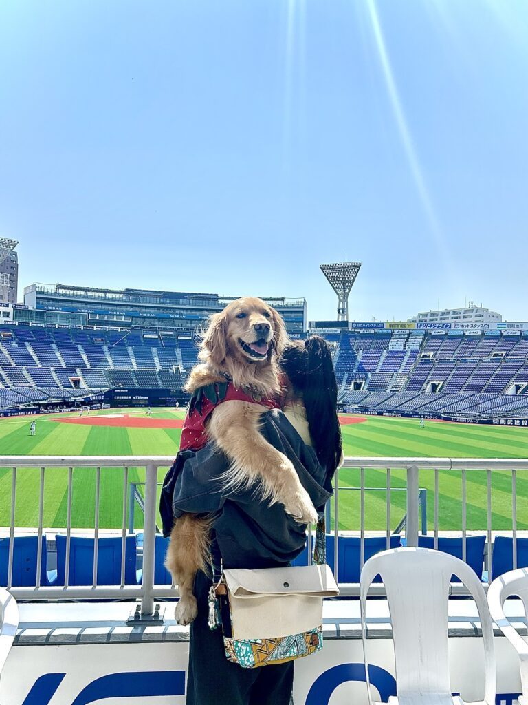 【実際の写真】ドッグランでの遊び方