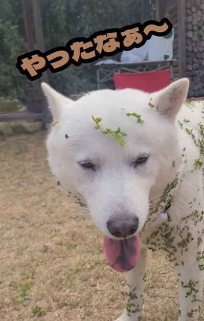 【実際の写真】緑になった愛犬の様子