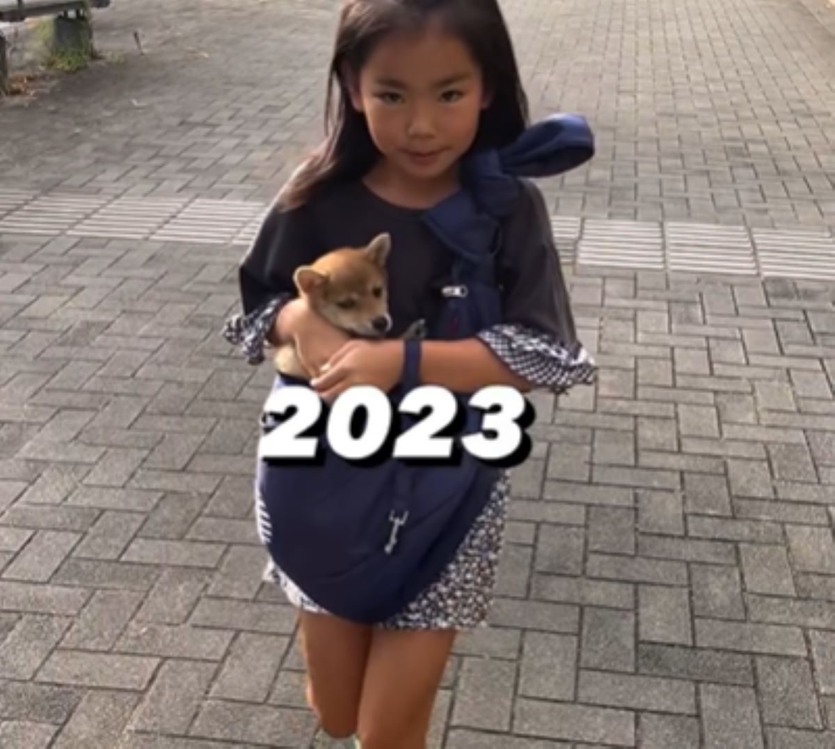 ちいさな柴犬をお迎えした娘…しかし2年半後の様子に「こんなに大きくなるの」「どちらも大きくなった」「1人で抱っこは…」