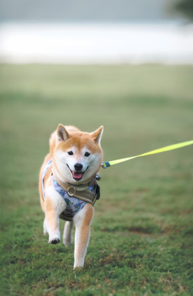 「活発モード」の笑顔のナツメちゃん（＠sakodeomaさんより提供）