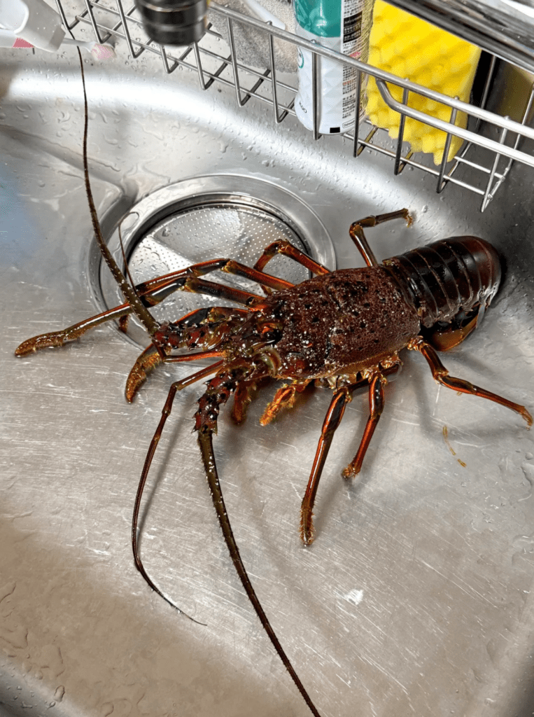 いただいた伊勢エビ（@K_theHermitさんより提供）