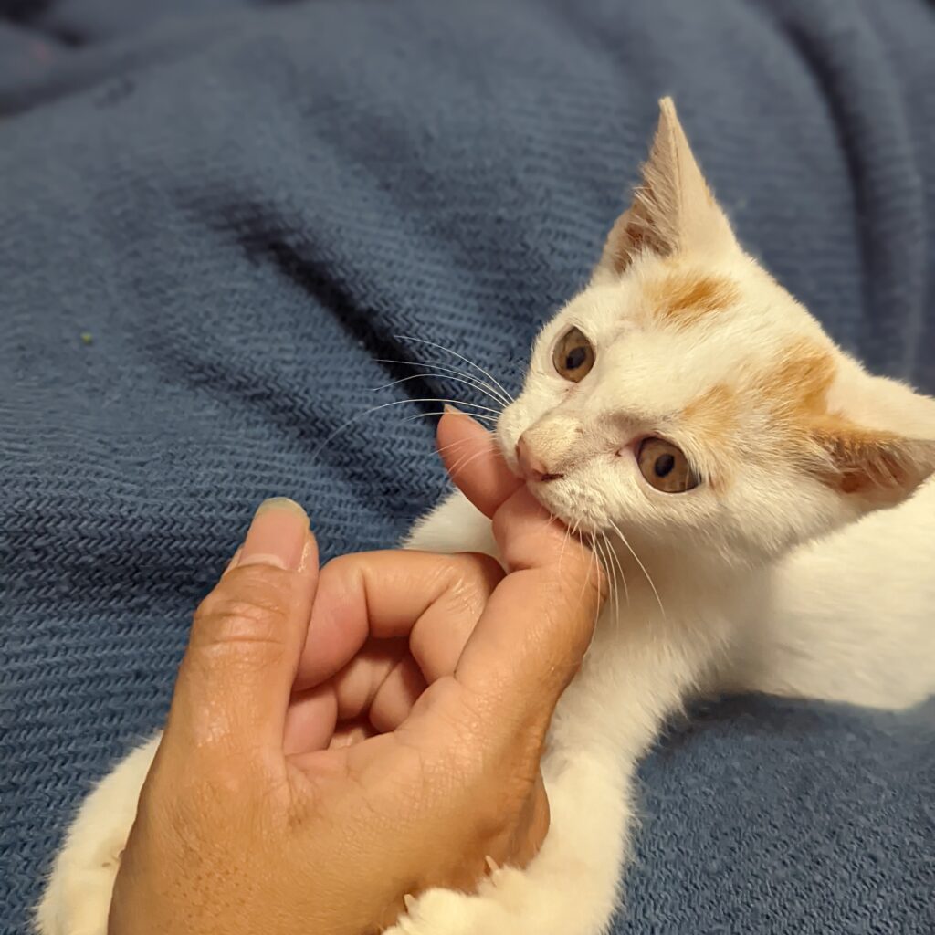 家に来たばかりの頃（@steffanys_kitchenさんより提供）