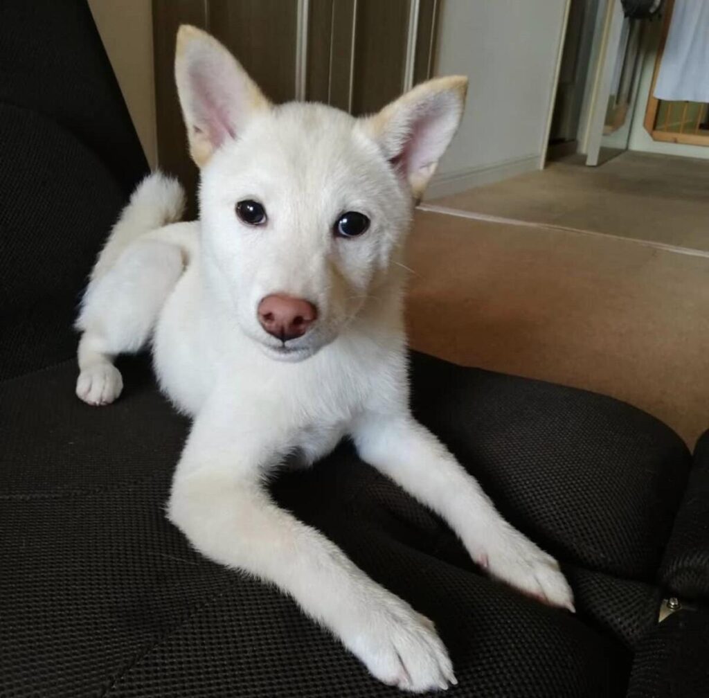 お迎え当時②（@yuka0709koumeさんより提供）