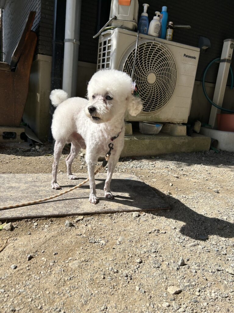 【実際の写真】犬か疑われた愛犬
