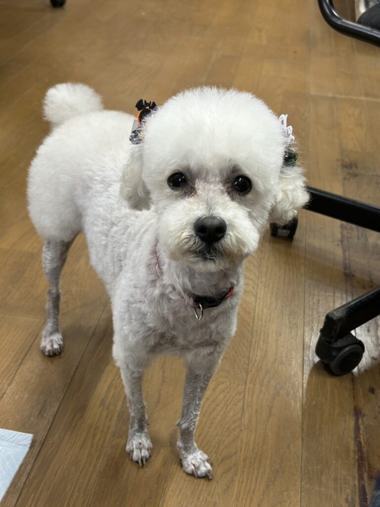 なんて種類の動物だ？②（@yuka_2427さんより提供）