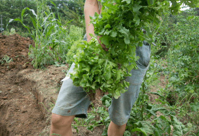 骨折してしまい、畑仕事ができなくなった父。しかし後日…畑に現れた救世主に「頼りになる」「最高ですね」「完璧な仕事」