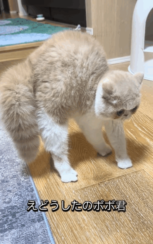 全身で威嚇するボボくん（@cat_el_sally_boboさんより提供）