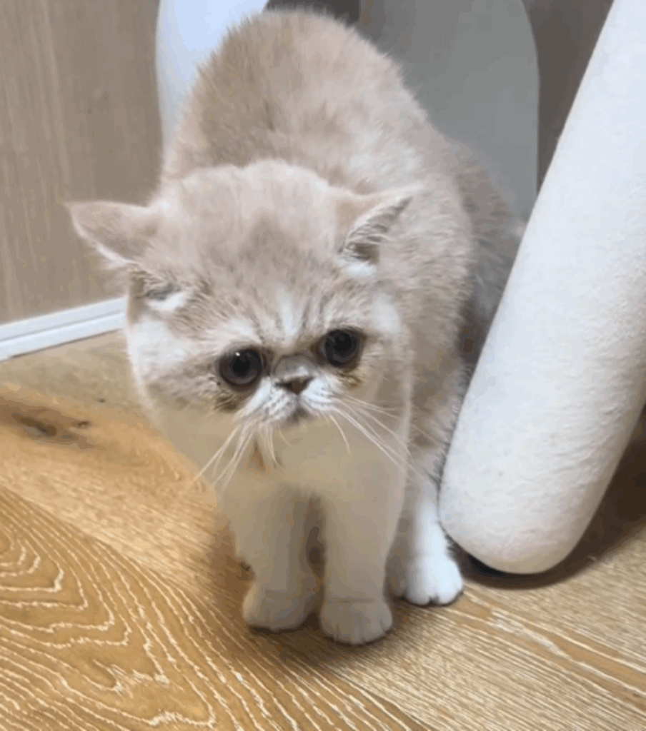 その後は何事もなかったかのように…（@cat_el_sally_boboさんより提供）