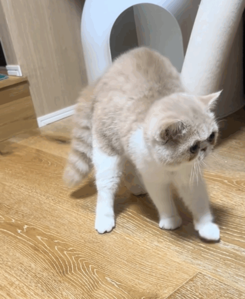 【実際の写真】飼い主ビックリな猫ちゃんの様子