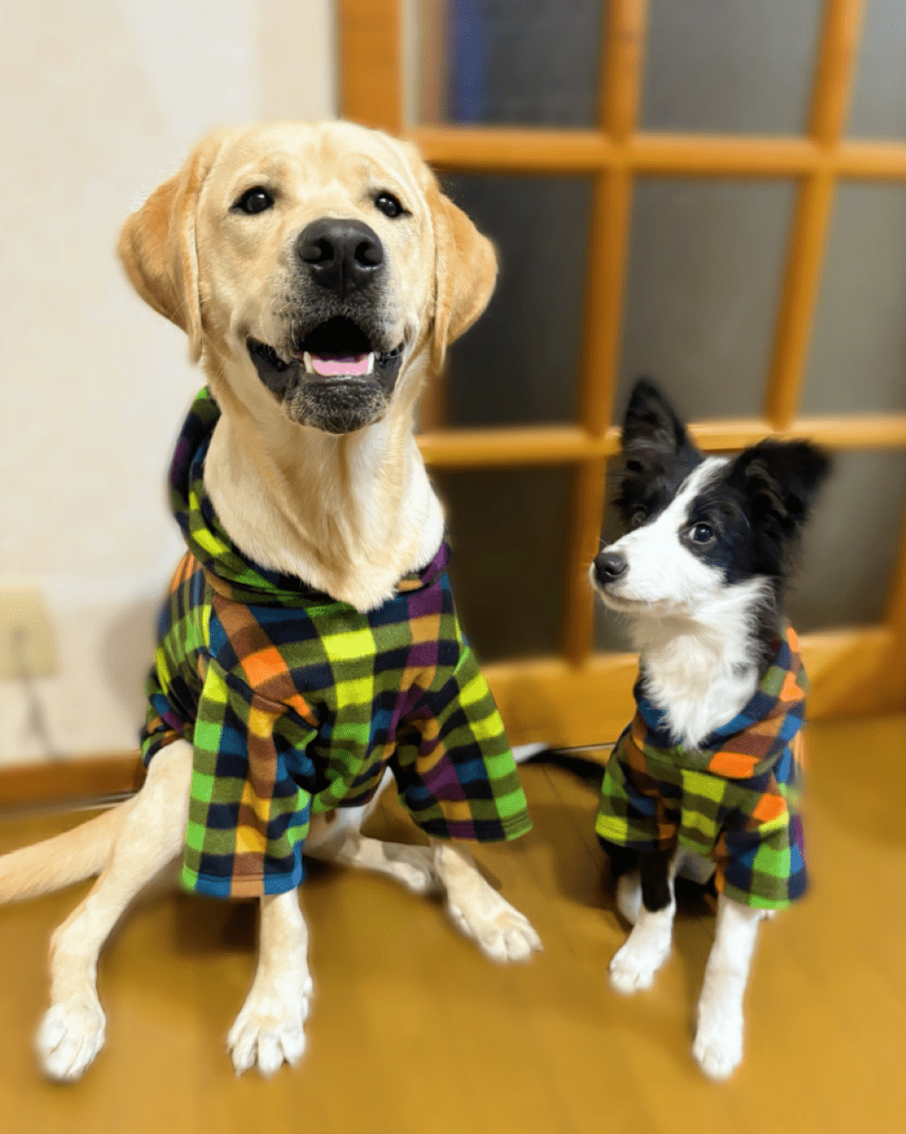 ご飯の前で「待て」をする2匹の犬。しかし、先住犬の成長感じる行動に…「頼もしい!」「凄すぎる」「いいお兄ワン」