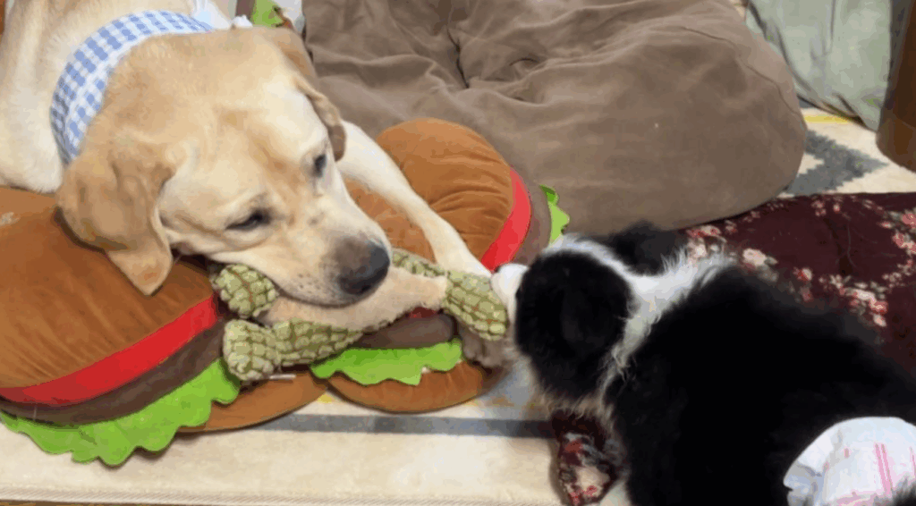 普段の2匹③（＠Mary59Noah33さんより提供）