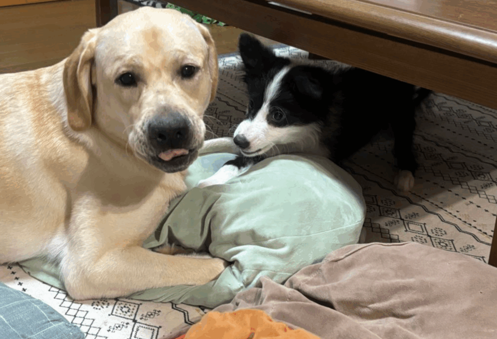 【実際の写真】先住犬の行動