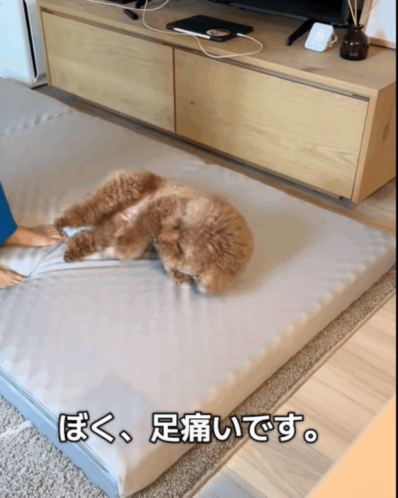 【実際の写真】愛犬が取ったまさかの行動