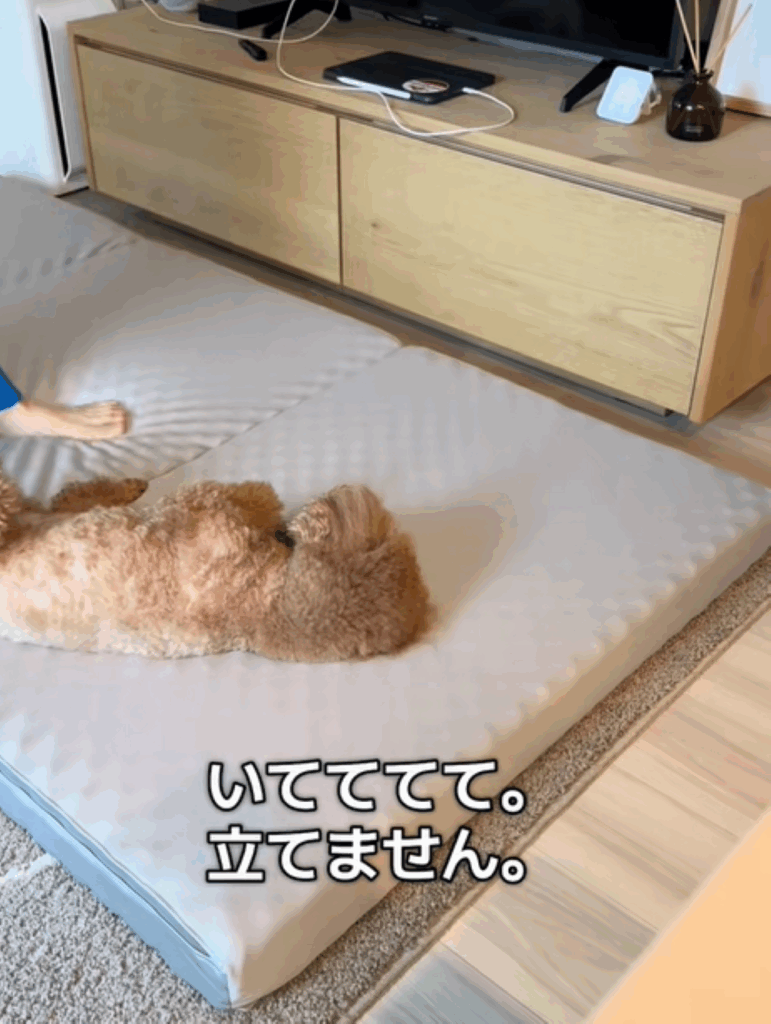 “仮病”を使うレオくん②（＠leo__821さんより提供）