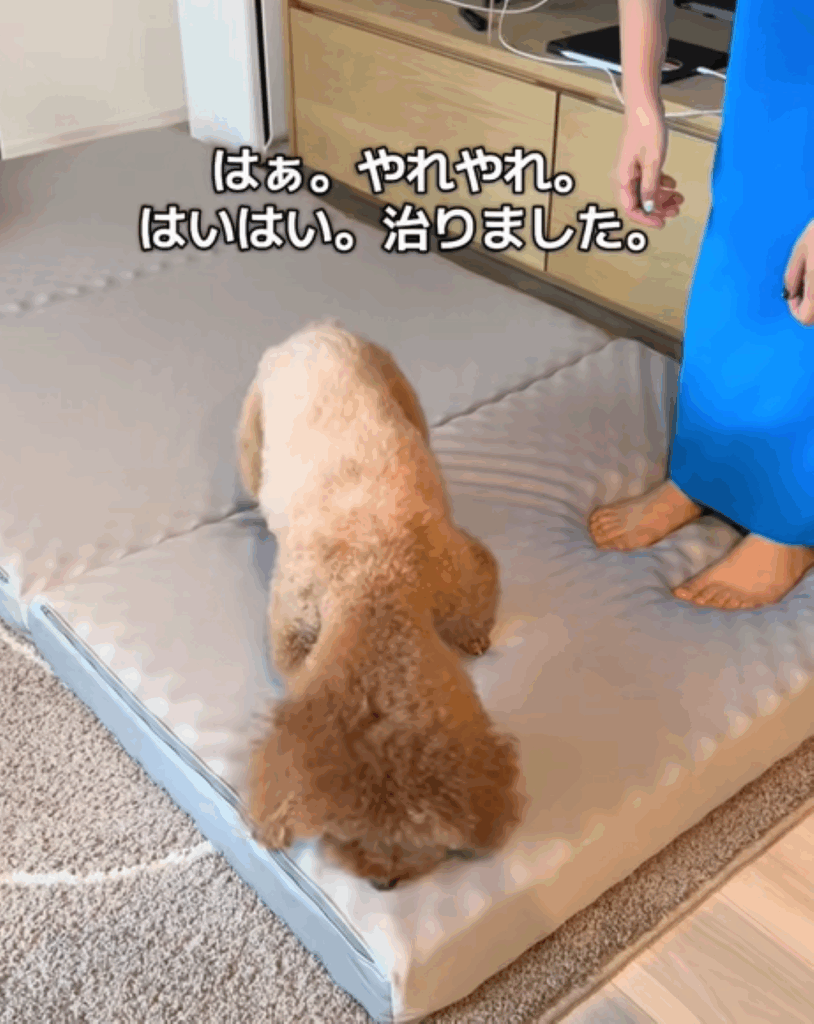 渋々立ち上がるレオくん（＠leo__821さんより提供）