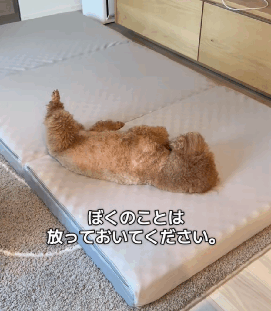 寝転がるレオくん（＠leo__821さんより提供）