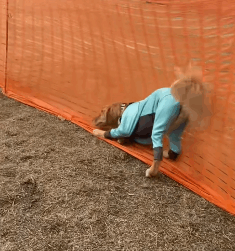 ドッグランで見せた独特な遊び方（@nara__1015さんより提供）