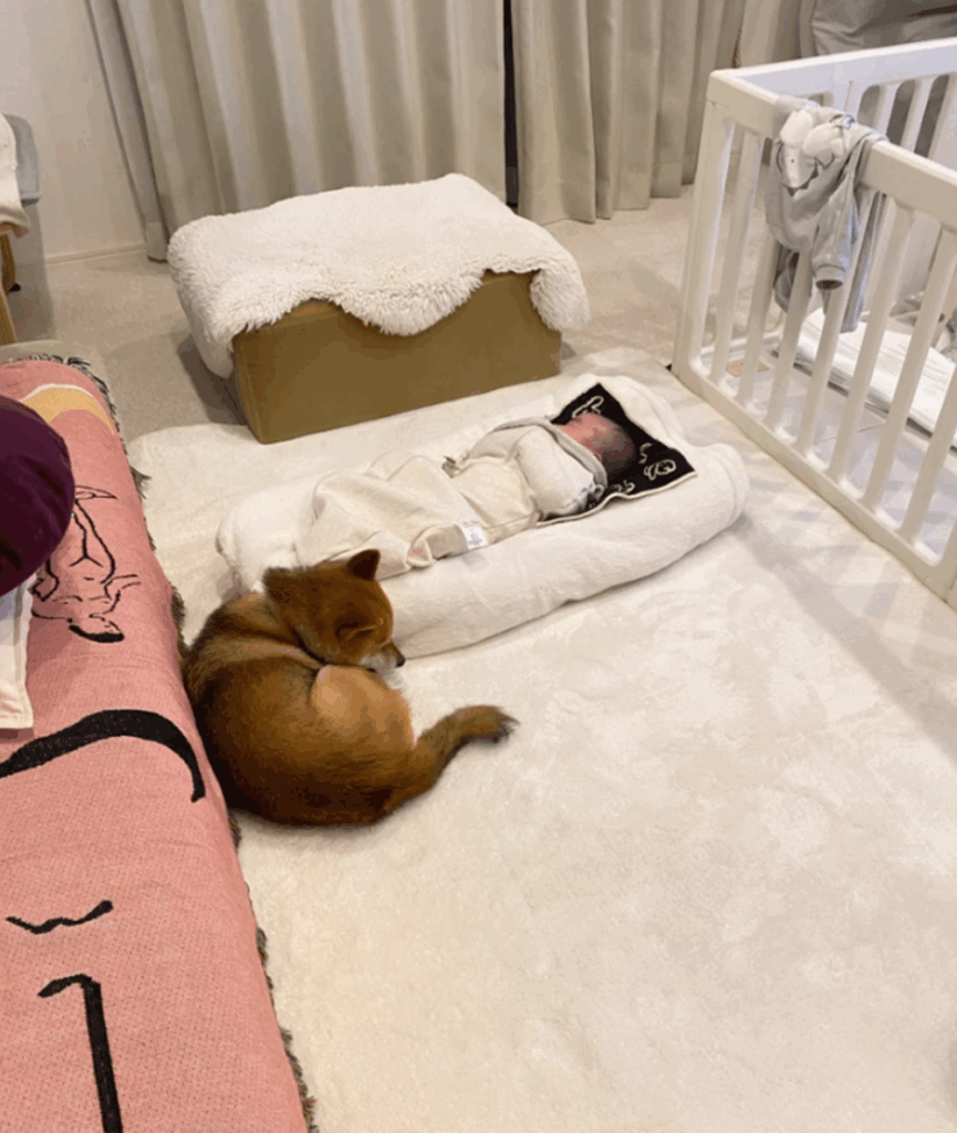 【実際の写真】赤ちゃんが離れた瞬間、柴犬が取った行動