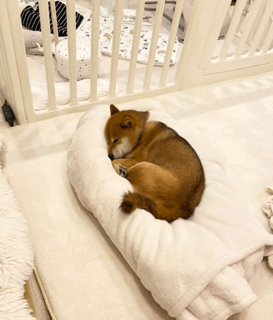 お子さんが戻っても寝続けるみそちゃん（@misonatsumeさんより提供）