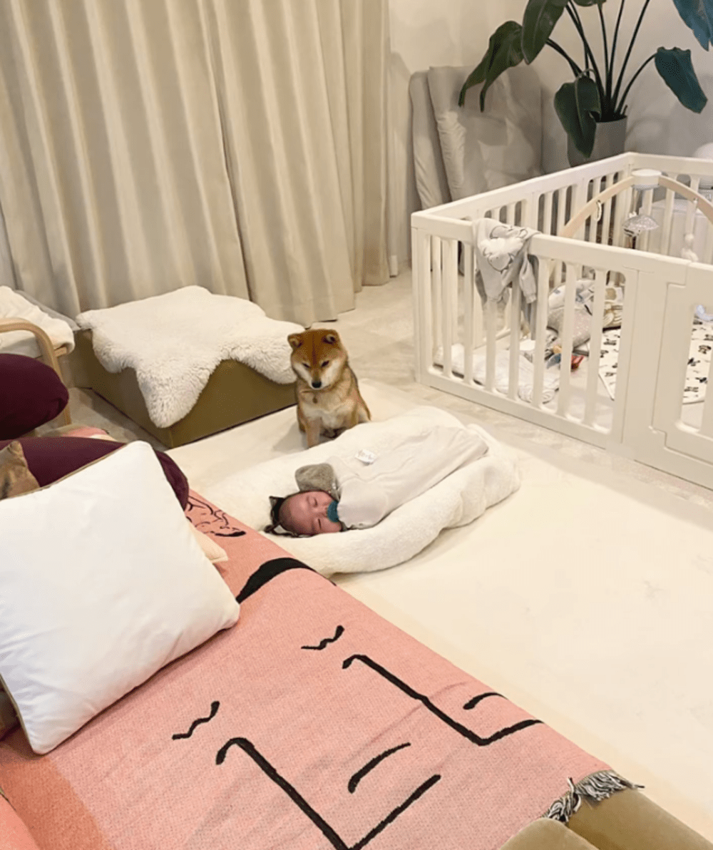 寝ている赤ちゃんをじっと見つめる柴犬。しかし、赤ちゃんが離れた瞬間…判明した理由に「見守ってると思ったらw」「赤ちゃん返り?」