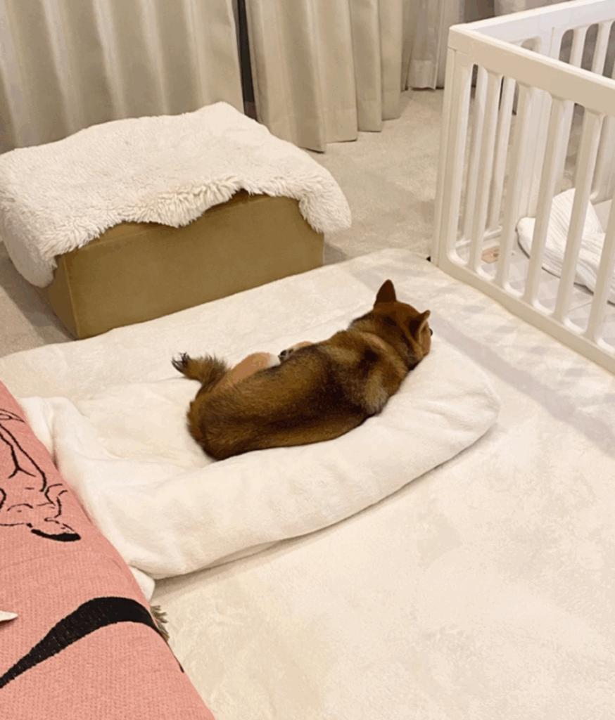 赤ちゃんが寝ていたところに柴犬が（@misonatsumeさんより提供）