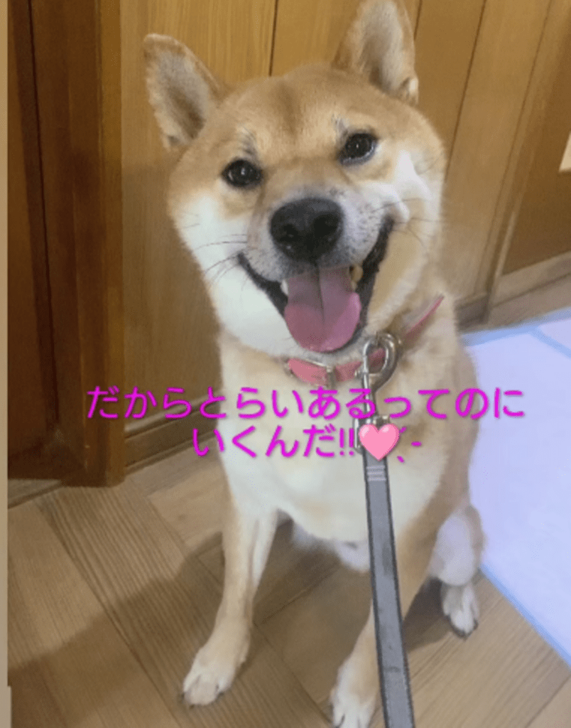 お迎え当初の様子（@ryu_ryu_7105さんより提供）