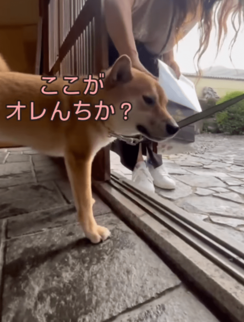 はじめての場所に若干緊張気味（@ryu_ryu_7105さんより提供）