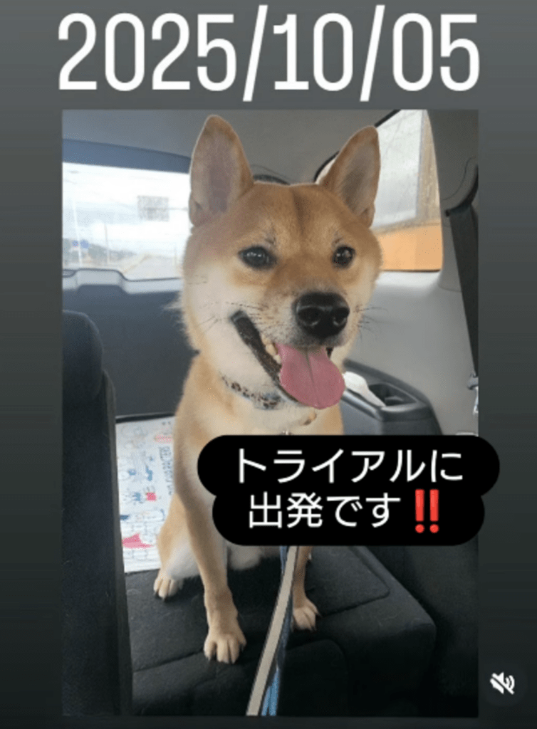 【実際の写真】現在の姿