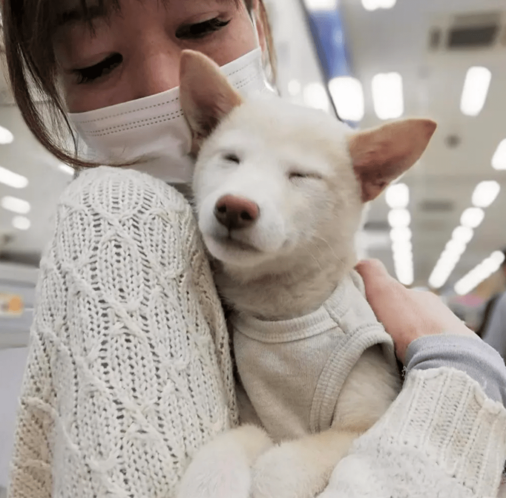 ペットショップにいたころ（@yuka0709koumeさんより提供）