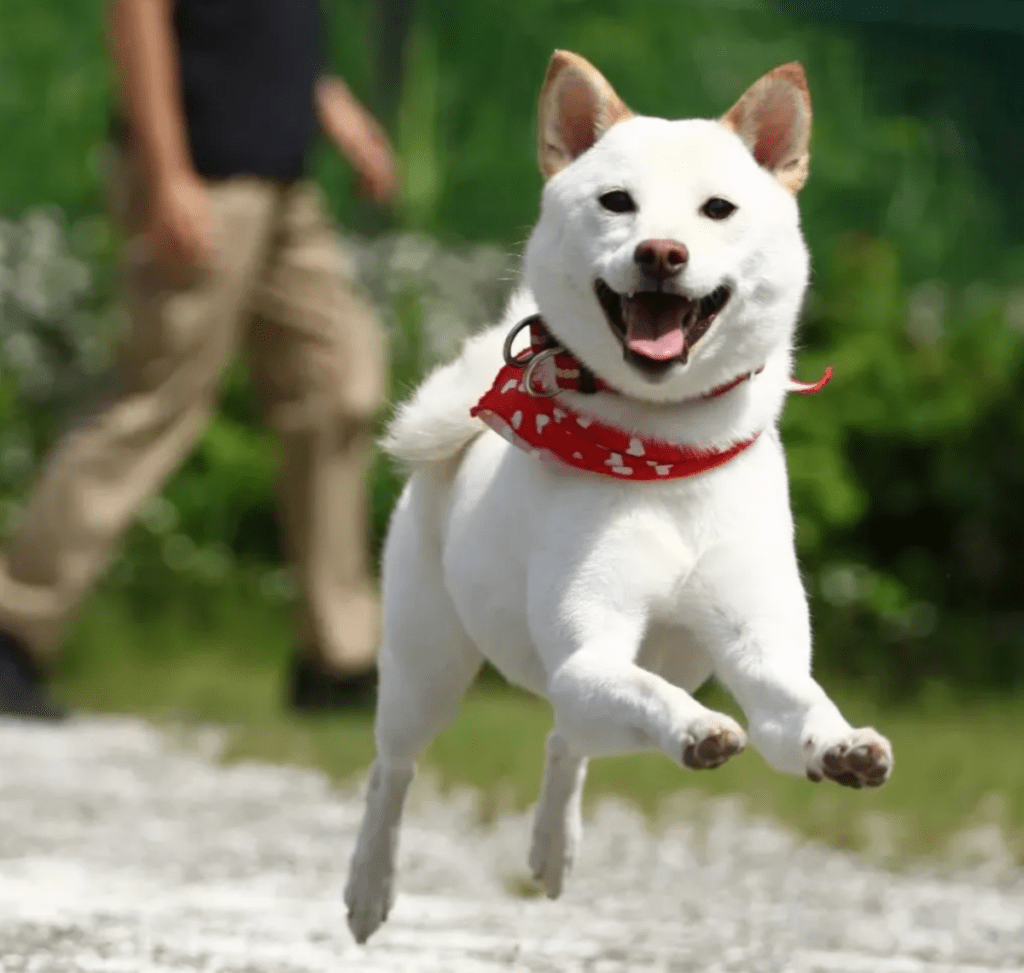 笑顔がまぶしいこのはちゃん（@yuka0709koumeさんより提供）