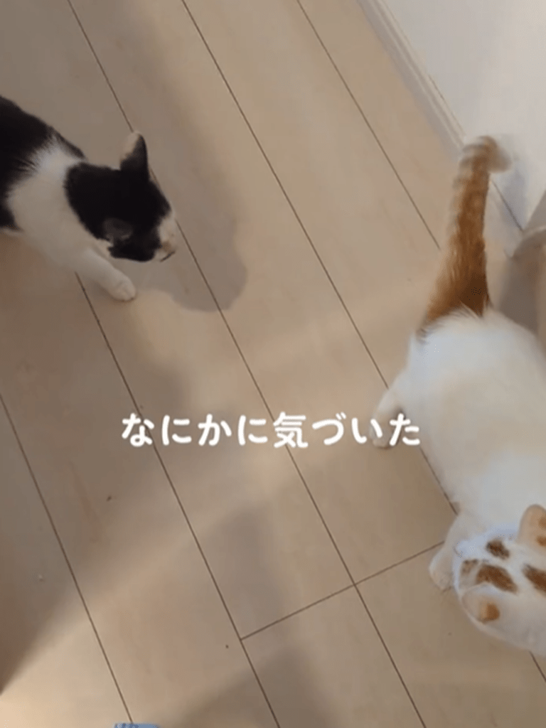 何かの気配に気づいた！（@steffanys_kitchenさんより提供）