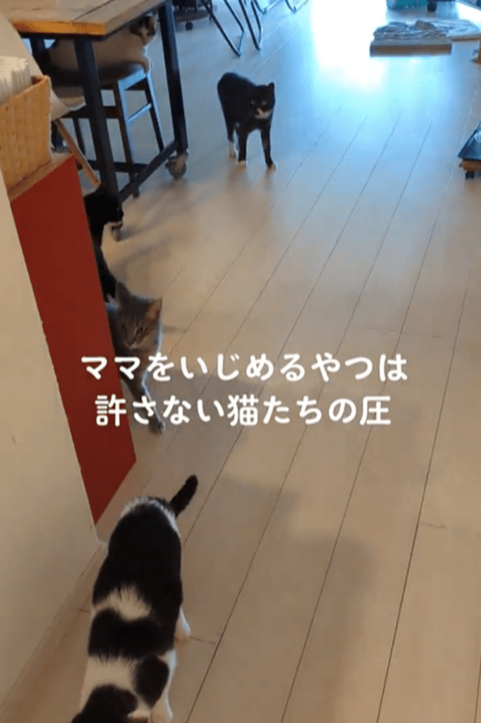 他の猫ちゃんからの圧がすごい！（@steffanys_kitchenさんより提供）
